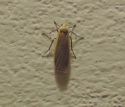 Insetto da identif. - Eilema sp., Erebidae Arctiinae